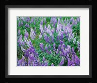 Lupine Meadow and Oregon white oaks, Columbia River Gorge National Scenic Area, Oregon Fine Art Print