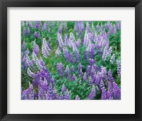 Lupine Meadow and Oregon white oaks, Columbia River Gorge National Scenic Area, Oregon Fine Art Print
