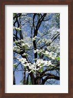 USA, Tennessee, Nashville Flowering dogwood tree at The Hermitage Fine Art Print