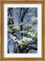 USA, Tennessee, Nashville Flowering dogwood tree at The Hermitage Fine Art Print