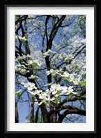 USA, Tennessee, Nashville Flowering dogwood tree at The Hermitage Fine Art Print