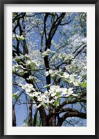 USA, Tennessee, Nashville Flowering dogwood tree at The Hermitage Fine Art Print