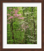 Eastern Redbud and Flowering Dogwood, Arlington County, Virginia Fine Art Print