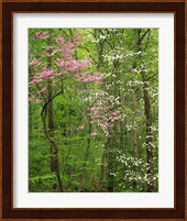 Eastern Redbud and Flowering Dogwood, Arlington County, Virginia Fine Art Print