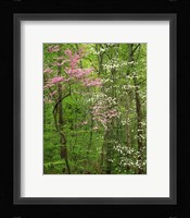 Eastern Redbud and Flowering Dogwood, Arlington County, Virginia Fine Art Print