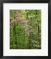 Eastern Redbud and Flowering Dogwood, Arlington County, Virginia Fine Art Print