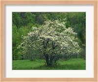 Flowering Dogwood, Blue Ridge Parkway, Virginia Fine Art Print