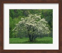 Flowering Dogwood, Blue Ridge Parkway, Virginia Fine Art Print