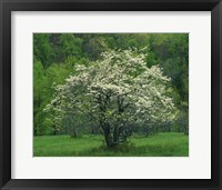 Flowering Dogwood, Blue Ridge Parkway, Virginia Fine Art Print
