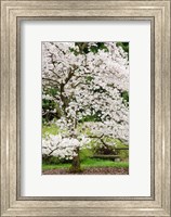 Cherry Trees Blossoming in the Spring, Washington Park Arboretum, Seattle, Washington Fine Art Print