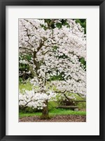 Cherry Trees Blossoming in the Spring, Washington Park Arboretum, Seattle, Washington Fine Art Print