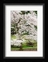 Cherry Trees Blossoming in the Spring, Washington Park Arboretum, Seattle, Washington Fine Art Print