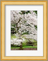 Cherry Trees Blossoming in the Spring, Washington Park Arboretum, Seattle, Washington Fine Art Print