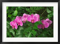 Hybrid Orchid, Lincoln Park Conservatory, Chicago, Illinois Fine Art Print