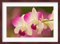 Orchids, Selby Gardens, Sarasota, Florida Fine Art Print