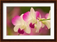 Orchids, Selby Gardens, Sarasota, Florida Fine Art Print