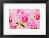 Hybrid Orchids, Selby Gardens, Sarasota, Florida Fine Art Print