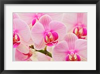 Hybrid Orchids, Selby Gardens, Sarasota, Florida Fine Art Print