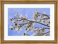 Blooming Dogwood Tree, Owens Valley California Fine Art Print
