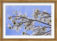 Blooming Dogwood Tree, Owens Valley California Fine Art Print
