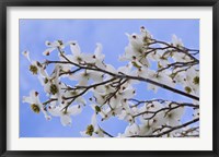 Blooming Dogwood Tree, Owens Valley California Fine Art Print