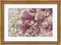 Yulan Magnolia Blossoms, Louisville, Kentucky Fine Art Print