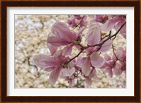 Yulan Magnolia Blossoms, Louisville, Kentucky Fine Art Print