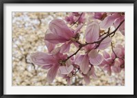 Yulan Magnolia Blossoms, Louisville, Kentucky Fine Art Print