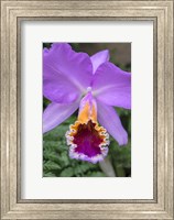Purple Orchid Fine Art Print