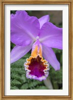 Purple Orchid Fine Art Print