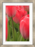 Tulips In A Garden 1, Victoria, Canada Fine Art Print