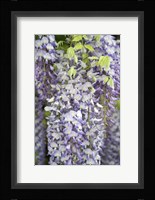 Wisteria In Mirabell Garden 1, Salzburg, Austria Fine Art Print