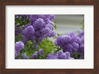 Lilacs In Bloom, Salzburg, Austria Fine Art Print