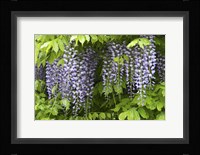 Wisteria In Bloom, Salzburg, Austria Fine Art Print