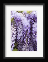 Wisteria In Mirabell Garden 2, Salzburg, Austria Fine Art Print