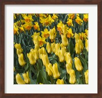 Yellow Tulips Fine Art Print