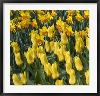 Yellow Tulips Fine Art Print