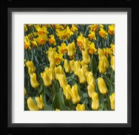 Yellow Tulips Fine Art Print