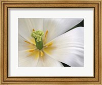 Close-Up White Tulip Fine Art Print