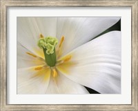 Close-Up White Tulip Fine Art Print