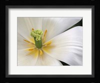 Close-Up White Tulip Fine Art Print