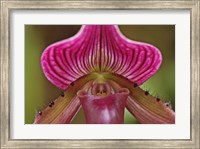 Ladyslipper Orchid, Orchidaceae Spp Fine Art Print
