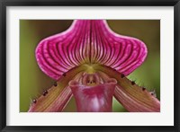 Ladyslipper Orchid, Orchidaceae Spp Fine Art Print