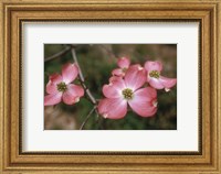 Pink Dogwood Blooms Fine Art Print