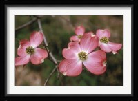 Pink Dogwood Blooms Fine Art Print
