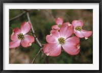 Pink Dogwood Blooms Fine Art Print