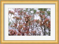 Pink Dogwood Fine Art Print