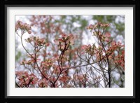 Pink Dogwood Fine Art Print