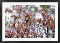 Pink Dogwood Fine Art Print