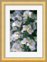 Delphinium Field Fine Art Print